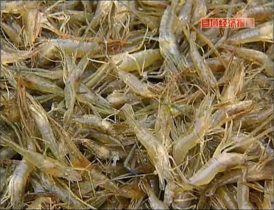 江苏溧阳市上黄镇大棚养殖的青虾集中上市了